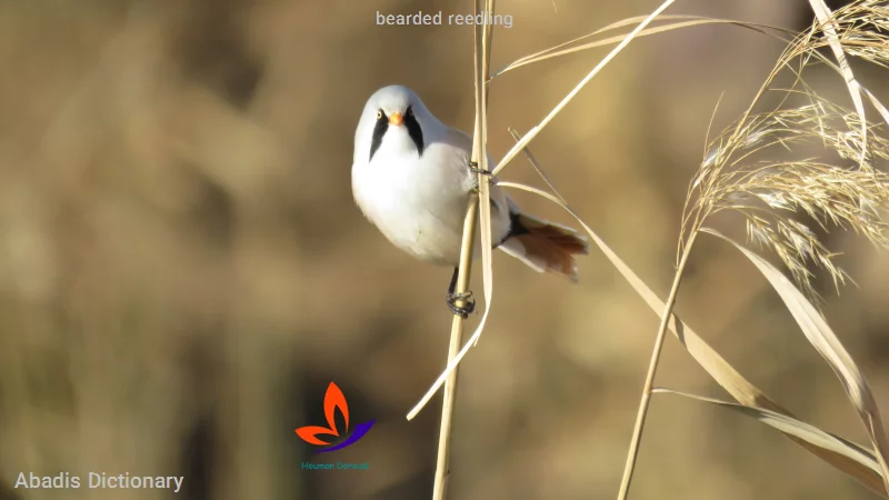 bearded reedling